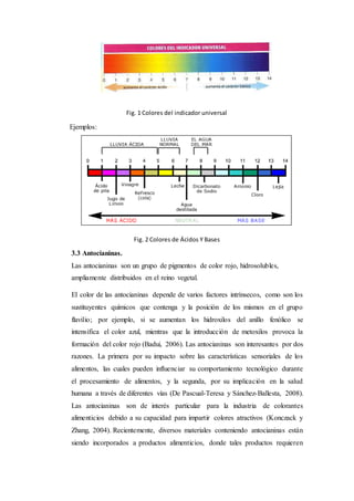 Fig. 1 Colores del indicador universal
Ejemplos:
Fig. 2 Colores de Ácidos Y Bases
3.3 Antocianinas.
Las antocianinas son un grupo de pigmentos de color rojo, hidrosolubles,
ampliamente distribuidos en el reino vegetal.
El color de las antocianinas depende de varios factores intrínsecos, como son los
sustituyentes químicos que contenga y la posición de los mismos en el grupo
flavilio; por ejemplo, si se aumentan los hidroxilos del anillo fenólico se
intensifica el color azul, mientras que la introducción de metoxilos provoca la
formación del color rojo (Badui, 2006). Las antocianinas son interesantes por dos
razones. La primera por su impacto sobre las características sensoriales de los
alimentos, las cuales pueden influenciar su comportamiento tecnológico durante
el procesamiento de alimentos, y la segunda, por su implicación en la salud
humana a través de diferentes vías (De Pascual-Teresa y Sánchez-Ballesta, 2008).
Las antocianinas son de interés particular para la industria de colorantes
alimenticios debido a su capacidad para impartir colores atractivos (Konczack y
Zhang, 2004). Recientemente, diversos materiales conteniendo antocianinas están
siendo incorporados a productos alimenticios, donde tales productos requieren
 