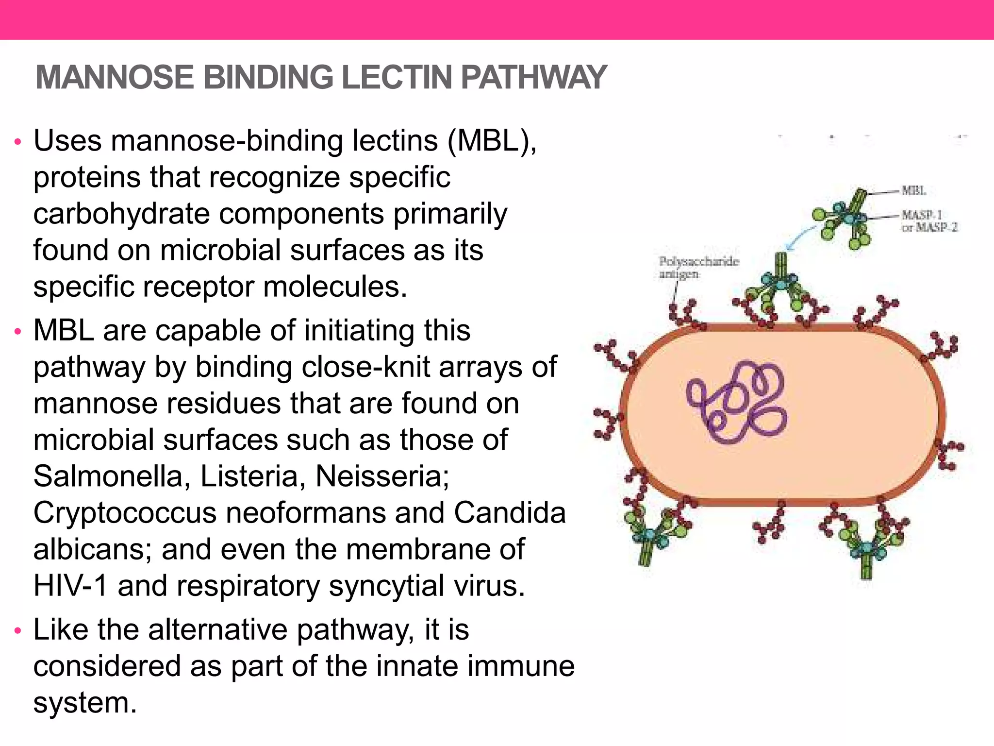 MANNOSE BINDING LECTIN PATHWAY
• Uses mannose-binding lectins (MBL),
proteins that recognize specific
carbohydrate components primarily
found on microbial surfaces as its
specific receptor molecules.
• MBL are capable of initiating this
pathway by binding close-knit arrays of
mannose residues that are found on
microbial surfaces such as those of
Salmonella, Listeria, Neisseria;
Cryptococcus neoformans and Candida
albicans; and even the membrane of
HIV-1 and respiratory syncytial virus.
• Like the alternative pathway, it is
considered as part of the innate immune
system.
 