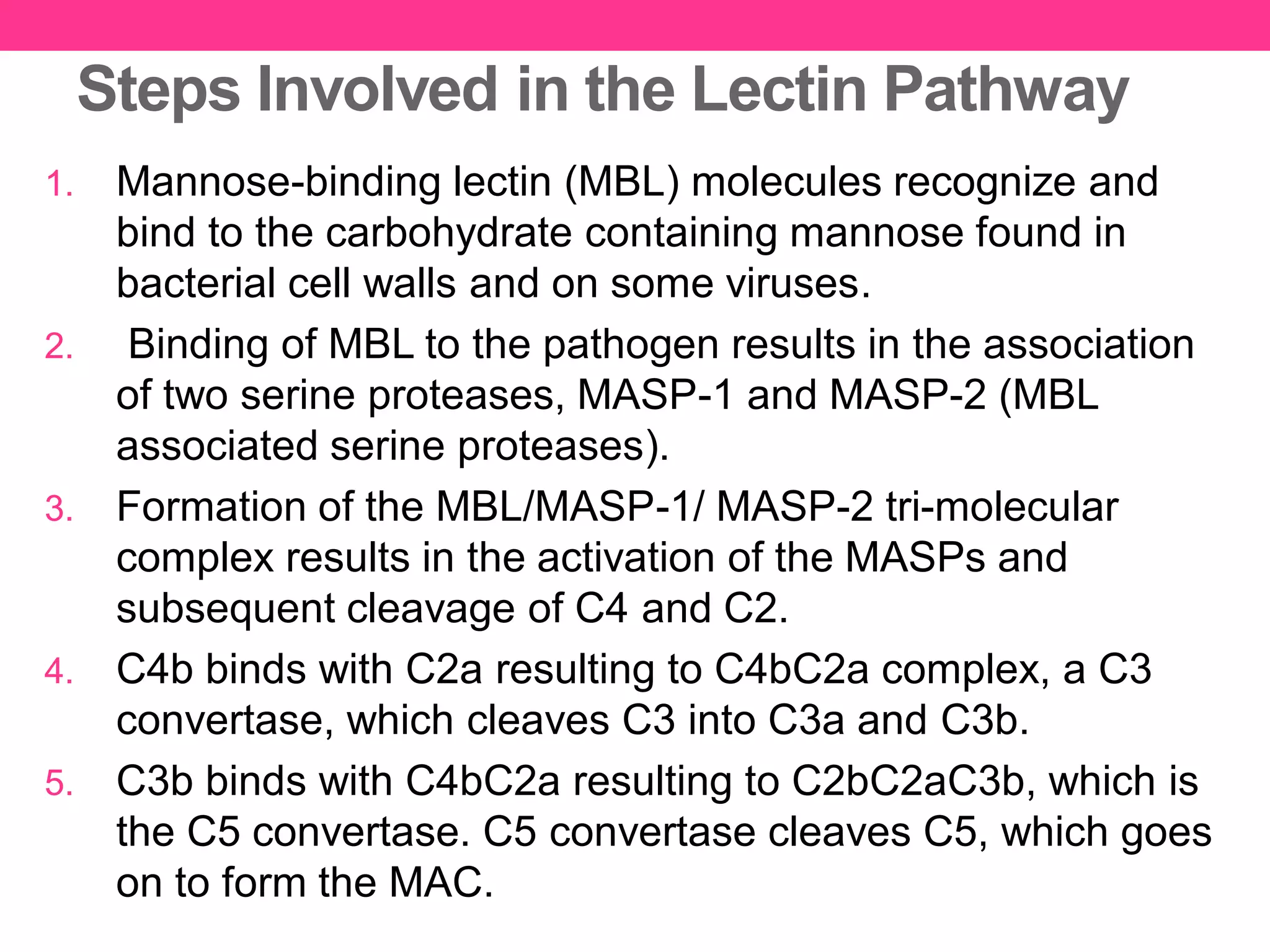 Steps Involved in the Lectin Pathway
1. Mannose-binding lectin (MBL) molecules recognize and
bind to the carbohydrate containing mannose found in
bacterial cell walls and on some viruses.
2. Binding of MBL to the pathogen results in the association
of two serine proteases, MASP-1 and MASP-2 (MBL
associated serine proteases).
3. Formation of the MBL/MASP-1/ MASP-2 tri-molecular
complex results in the activation of the MASPs and
subsequent cleavage of C4 and C2.
4. C4b binds with C2a resulting to C4bC2a complex, a C3
convertase, which cleaves C3 into C3a and C3b.
5. C3b binds with C4bC2a resulting to C2bC2aC3b, which is
the C5 convertase. C5 convertase cleaves C5, which goes
on to form the MAC.
 