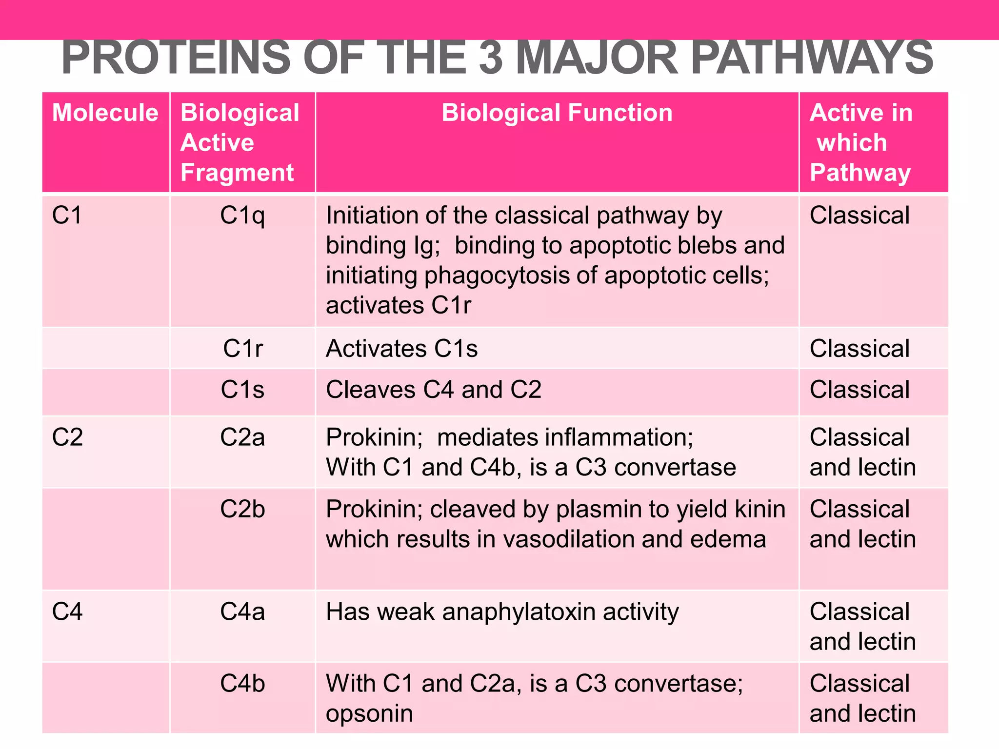 PROTEINS OF THE 3 MAJOR PATHWAYS
Molecule Biological
Active
Fragment
Biological Function Active in
which
Pathway
C1 C1q Initiation of the classical pathway by
binding Ig; binding to apoptotic blebs and
initiating phagocytosis of apoptotic cells;
activates C1r
Classical
C1r Activates C1s Classical
C1s Cleaves C4 and C2 Classical
C2 C2a Prokinin; mediates inflammation;
With C1 and C4b, is a C3 convertase
Classical
and lectin
C2b Prokinin; cleaved by plasmin to yield kinin
which results in vasodilation and edema
Classical
and lectin
C4 C4a Has weak anaphylatoxin activity Classical
and lectin
C4b With C1 and C2a, is a C3 convertase;
opsonin
Classical
and lectin
 