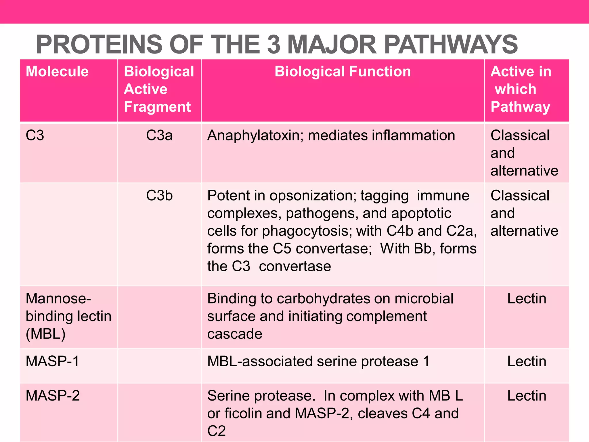 PROTEINS OF THE 3 MAJOR PATHWAYS
Molecule Biological
Active
Fragment
Biological Function Active in
which
Pathway
C3 C3a Anaphylatoxin; mediates inflammation Classical
and
alternative
C3b Potent in opsonization; tagging immune
complexes, pathogens, and apoptotic
cells for phagocytosis; with C4b and C2a,
forms the C5 convertase; With Bb, forms
the C3 convertase
Classical
and
alternative
Mannose-
binding lectin
(MBL)
Binding to carbohydrates on microbial
surface and initiating complement
cascade
Lectin
MASP-1 MBL-associated serine protease 1 Lectin
MASP-2 Serine protease. In complex with MB L
or ficolin and MASP-2, cleaves C4 and
C2
Lectin
 