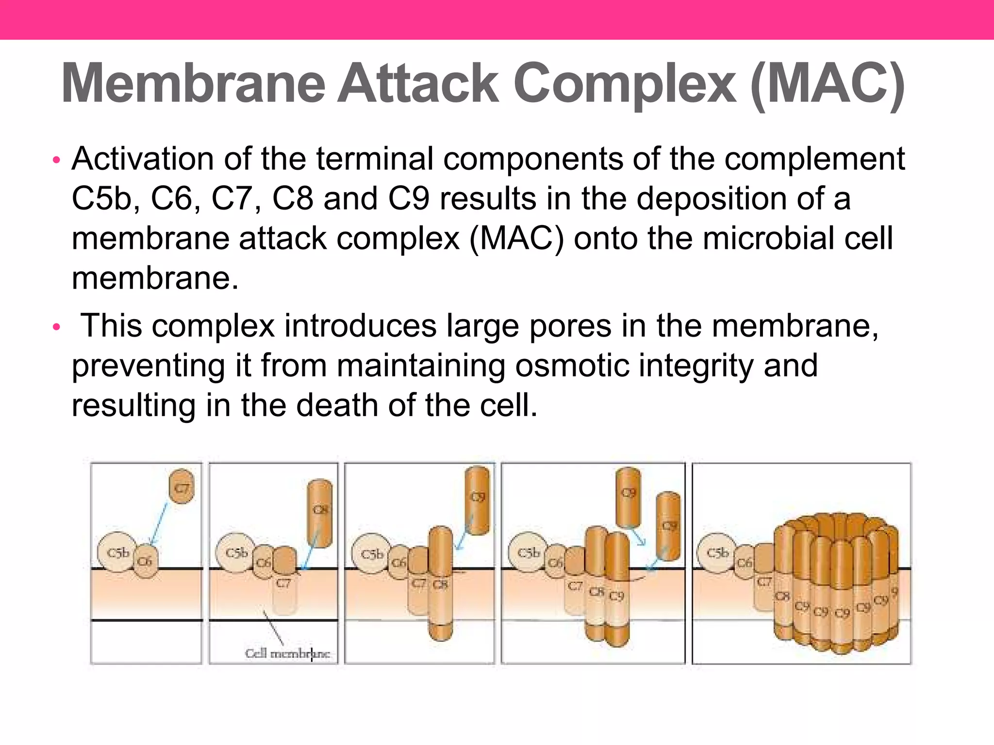 Membrane Attack Complex (MAC)
• Activation of the terminal components of the complement
C5b, C6, C7, C8 and C9 results in the deposition of a
membrane attack complex (MAC) onto the microbial cell
membrane.
• This complex introduces large pores in the membrane,
preventing it from maintaining osmotic integrity and
resulting in the death of the cell.
 