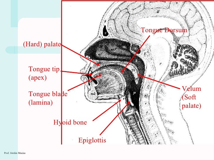 Ph1 speech organs 2010