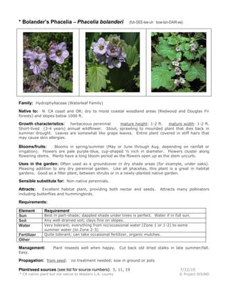 * Bolander’s Phacelia – Phacelia bolanderi

(fuh-SEE-lee-uh bow-lan-DAIR-ee)

Family: Hydrophyllaceae (Waterleaf Family)
Native to: N. CA coast and OR; dry to moist coastal woodland areas (Redwood and Douglas Fir
forests) and slopes below 1000 ft.
herbaceous perennial
mature height: 1-2 ft.
mature width: 1-2 ft.
Short-lived (3-4 years) annual wildflower. Stout, sprawling to mounded plant that dies back in
summer drought. Leaves are somewhat like grape leaves. Entire plant covered in stiff hairs that
may cause skin allergies.

Growth characteristics:

Blooms in spring/summer (May or June through Aug. depending on rainfall or
irrigation). Flowers are pale purple-blue, cup-shaped ½ inch in diameter. Flowers cluster along
flowering stems. Plants have a long bloom period as the flowers open up as the stem uncurls.

Blooms/fruits:

Uses in the garden: Often used as a groundcover in dry shade areas (for example, under oaks).
Pleasing addition to any dry perennial garden. Like all phacelias, this plant is a great in habitat
gardens. Good as a filler plant, between shrubs or in a newly-planted native garden.

Sensible substitute for: Non-native perennials.
Excellent habitat plant, providing both nectar and seeds.
including butterflies and hummingbirds.

Attracts:

Attracts many pollinators

Requirements:
Element
Sun
Soil
Water
Fertilizer
Other

Requirement

Best in part-shade; dappled shade under trees is perfect. Water if in full sun.
Any well-drained soil; clays fine on slopes.
Very tolerant; everything from no/occasional water (Zone 1 or 1-2) to some
summer water (to Zone 2-3)
Quite tolerant; can take occasional fertilizer, organic mulches.

Management:

Plant reseeds well when happy.

Cut back old dried stalks in late summer/fall.

Easy.

Propagation: from seed: no treatment needed; sow in ground or pots
Plant/seed sources (see list for source numbers): 5, 11, 19

7/22/10

* CA native plant but not native to Western L.A. county

© Project SOUND

 