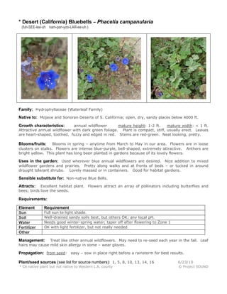 * Desert (California) Bluebells – Phacelia campanularia
(fuh-SEE-lee-uh kam-pan-yoo-LAR-ee-uh )

Family: Hydrophyllaceae (Waterleaf Family)
Native to: Mojave and Sonoran Deserts of S. California; open, dry, sandy places below 4000 ft.
annual wildflower
mature height: 1-2 ft.
mature width: < 1 ft.
Attractive annual wildflower with dark green foliage. Plant is compact, stiff, usually erect. Leaves
are heart-shaped, toothed, fuzzy and edged in red. Stems are red-green. Neat looking, pretty.

Growth characteristics:

Blooms in spring – anytime from March to May in our area. Flowers are in loose
clusters on stalks. Flowers are intense blue-purple, bell-shaped, extremely attractive. Anthers are
bright yellow. This plant has long been planted in gardens because of its lovely flowers.

Blooms/fruits:

Uses in the garden: Used wherever blue annual wildflowers are desired. Nice addition to mixed
wildflower gardens and prairies. Pretty along walks and at fronts of beds – or tucked in around
drought tolerant shrubs. Lovely massed or in containers. Good for habitat gardens.

Sensible substitute for: Non-native Blue Bells.
Excellent habitat plant. Flowers attract an array of pollinators including butterflies and
bees; birds love the seeds.

Attracts:

Requirements:
Element
Sun
Soil
Water
Fertilizer
Other

Requirement

Full sun to light shade.
Well-drained sandy soils best, but others OK; any local pH.
Needs good winter-spring water; taper off after flowering to Zone 1
OK with light fertilizer, but not really needed

Treat like other annual wildflowers. May need to re-seed each year in the fall. Leaf
hairs may cause mild skin allergy in some – wear gloves.

Management:

Propagation: from seed: easy – sow in place right before a rainstorm for best results.
Plant/seed sources (see list for source numbers): 1, 5, 8, 10, 13, 14, 16

6/23/10

* CA native plant but not native to Western L.A. county

© Project SOUND

 