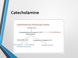 Catecholamine
 