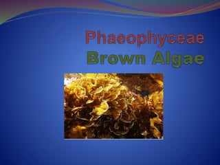 o It contain’s 240 Genera & 1500
Species.
o Golden Brown Xanthophyll
Fucoxanthin (C40H54O6) Pigments.
o It also contains c...