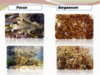 Economic Importance
oWidely used as edible sea weeds:
Laminaria, Sargassum.
oAlginic Acid used as thickening agent in
food...