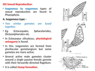 Isogamous Algae Phaeophyceae General Characters.pptx