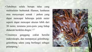 Phaeophyta | PPTX