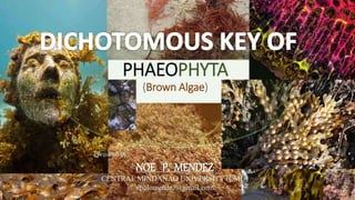 PHAEOPHYTA
(Brown Algae)
Prepared by:
NOE P. MENDEZ
CENTRAL MINDANAO UNIVERSITY (CMU)
npolomendez@gmail.com
 