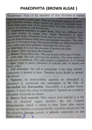 PHAEOPHYTA (BROWN ALGAE )
 