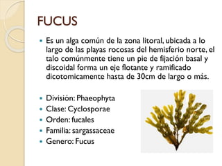 FUCUS


Es un alga común de la zona litoral, ubicada a lo
largo de las playas rocosas del hemisferio norte, el
talo comúnmente tiene un pie de fijación basal y
discoidal forma un eje flotante y ramificado
dicotomicamente hasta de 30cm de largo o más.



División: Phaeophyta
Clase: Cyclosporae
Orden: fucales
Familia: sargassaceae
Genero: Fucus






 