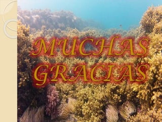 Phaeophyta (algas pardas)