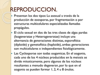 REPRODUCCION.






Presentan los dos tipos: La asexual a través de la
producción de zoosporas, por fragmentación o por
estructuras multicelulares especializadas llamadas
propágulos.
El ciclo sexual en dos de las tres clases de algas pardas
(Isogeneratae y Heterogeneratae) incluye una
alternancia de generaciones distintas, esporofitica
(diploide) y gametofitica (haploide), ambas generaciones
son multicelulares e independientes fisiológicamente.
Las Cyclosporae son todas oogamicas. En el oogonio,
cada uno de los 4 núcleos producidos en la meiosis se
divide mitoticamente, pero algunos de los núcleos
resultantes a menudo degeneran, por lo que en el
oogonio se pueden formar 1, 2, 4 u 8 óvulos.

 