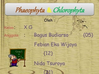 Phaeophyta & Chlorophyta
Oleh :
Kelas: X G
Anggota : Bagus Budiarso (05)
Febian Eka Wijaya
(12)
Nida Tsuroya
(21)
 