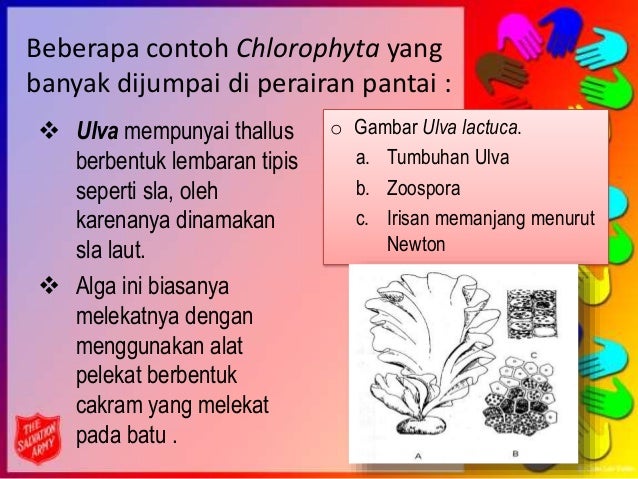Phaeophyta & Chlorophyta