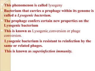  This phenomenon is called lysogeny
 Bacterium that carries a prophage within its genome is
called a Lysogenic bacterium.
 The prophage confers certain new properties on the
Lysogenic bacterium
 This is known as Lysogenic conversion or phage
conversion.
Lysogenic bacterium is resistant to reinfection by the
same or related phages.
This is known as superinfection immunity.
 