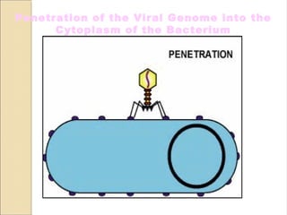 Penetration of the Viral Genome into the
Cytoplasm of the Bacterium
 