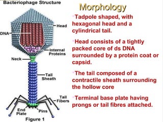 MorphologyMorphology
Tadpole shaped, with
hexagonal head and a
cylindrical tail.
Head consists of a tightly
packed core of ds DNA
surrounded by a protein coat or
capsid.
The tail composed of a
contractile sheath surrounding
the hollow core
Terminal base plate having
prongs or tail fibres attached.
 