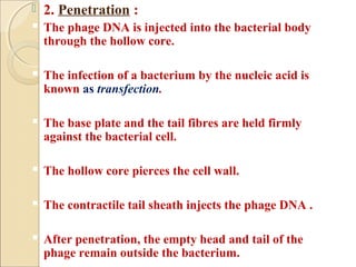  2. Penetration :
 The phage DNA is injected into the bacterial body
through the hollow core.
 The infection of a bacterium by the nucleic acid is
known as transfection.
 The base plate and the tail fibres are held firmly
against the bacterial cell.
 The hollow core pierces the cell wall.
 The contractile tail sheath injects the phage DNA .
 After penetration, the empty head and tail of the
phage remain outside the bacterium.
 