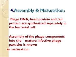 4.4.Assembly & Maturation:Assembly & Maturation:
Phage DNA, head protein and tail
protein are synthesized separately in
the bacterial cell.
• Assembly of the phage components
into the mature infective phage
particles is known
as maturation.
 