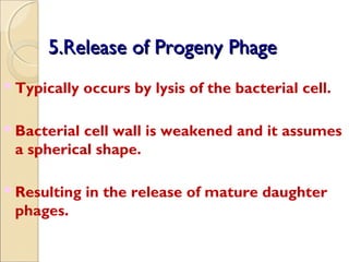 5.Release of Progeny Phage5.Release of Progeny Phage
 Typically occurs by lysis of the bacterial cell.
 Bacterial cell wall is weakened and it assumes
a spherical shape.
 Resulting in the release of mature daughter
phages.
 