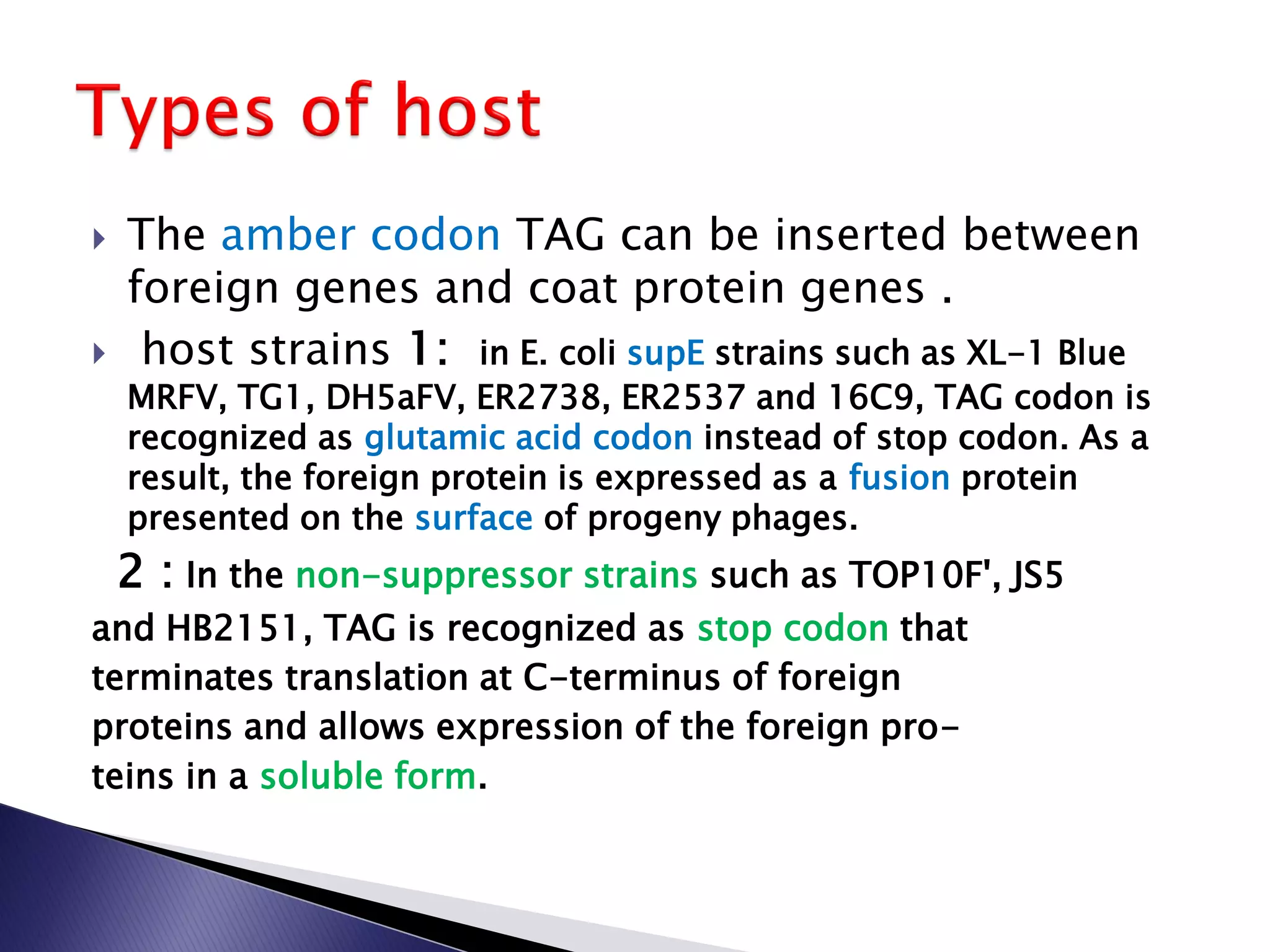  The amber codon TAG can be inserted between
foreign genes and coat protein genes .
 host strains 1: in E. coli supE strains such as XL-1 Blue
MRFV, TG1, DH5aFV, ER2738, ER2537 and 16C9, TAG codon is
recognized as glutamic acid codon instead of stop codon. As a
result, the foreign protein is expressed as a fusion protein
presented on the surface of progeny phages.
2 : In the non-suppressor strains such as TOP10F', JS5
and HB2151, TAG is recognized as stop codon that
terminates translation at C-terminus of foreign
proteins and allows expression of the foreign pro-
teins in a soluble form.
 