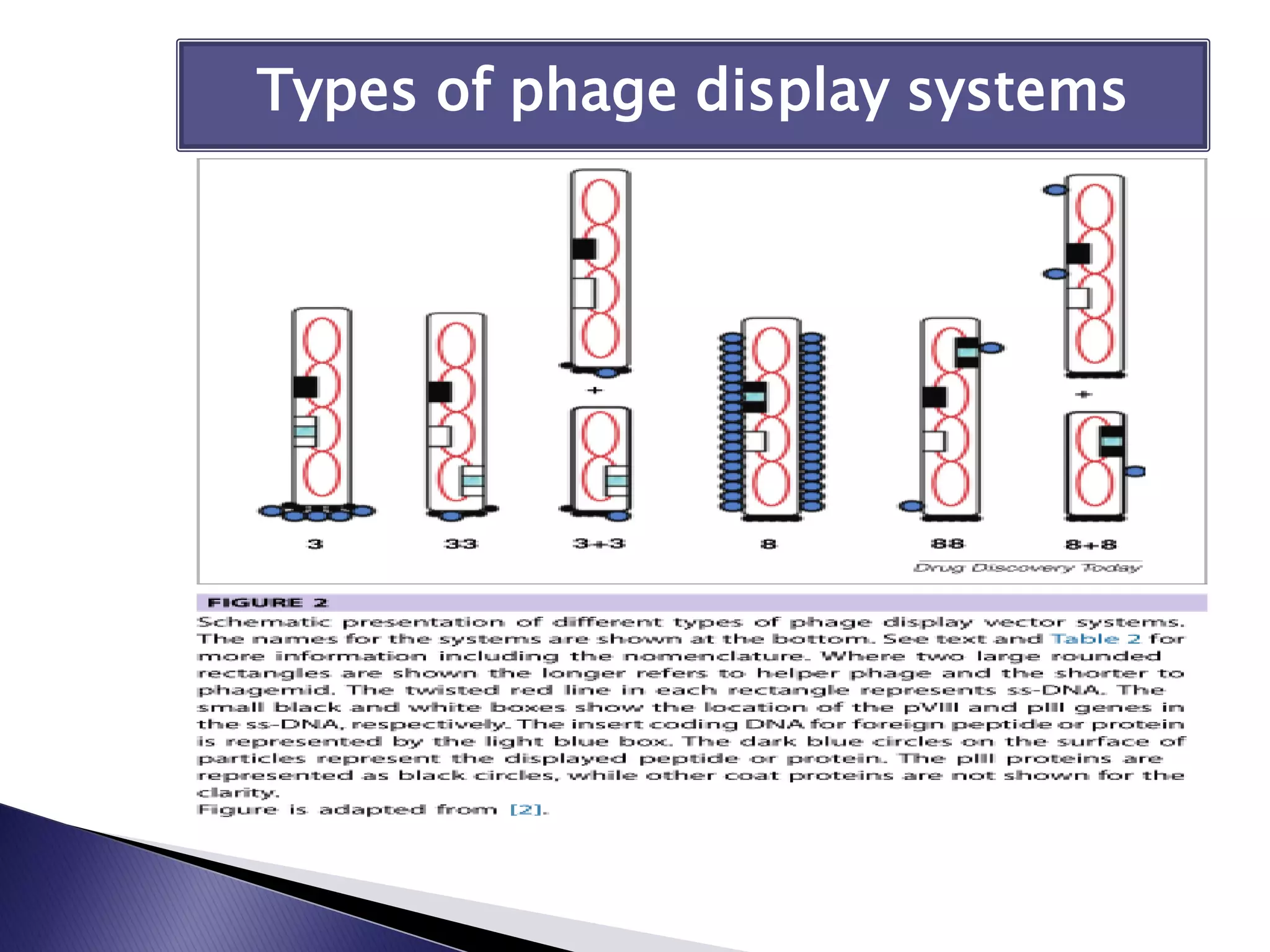 Types of phage display systems
 