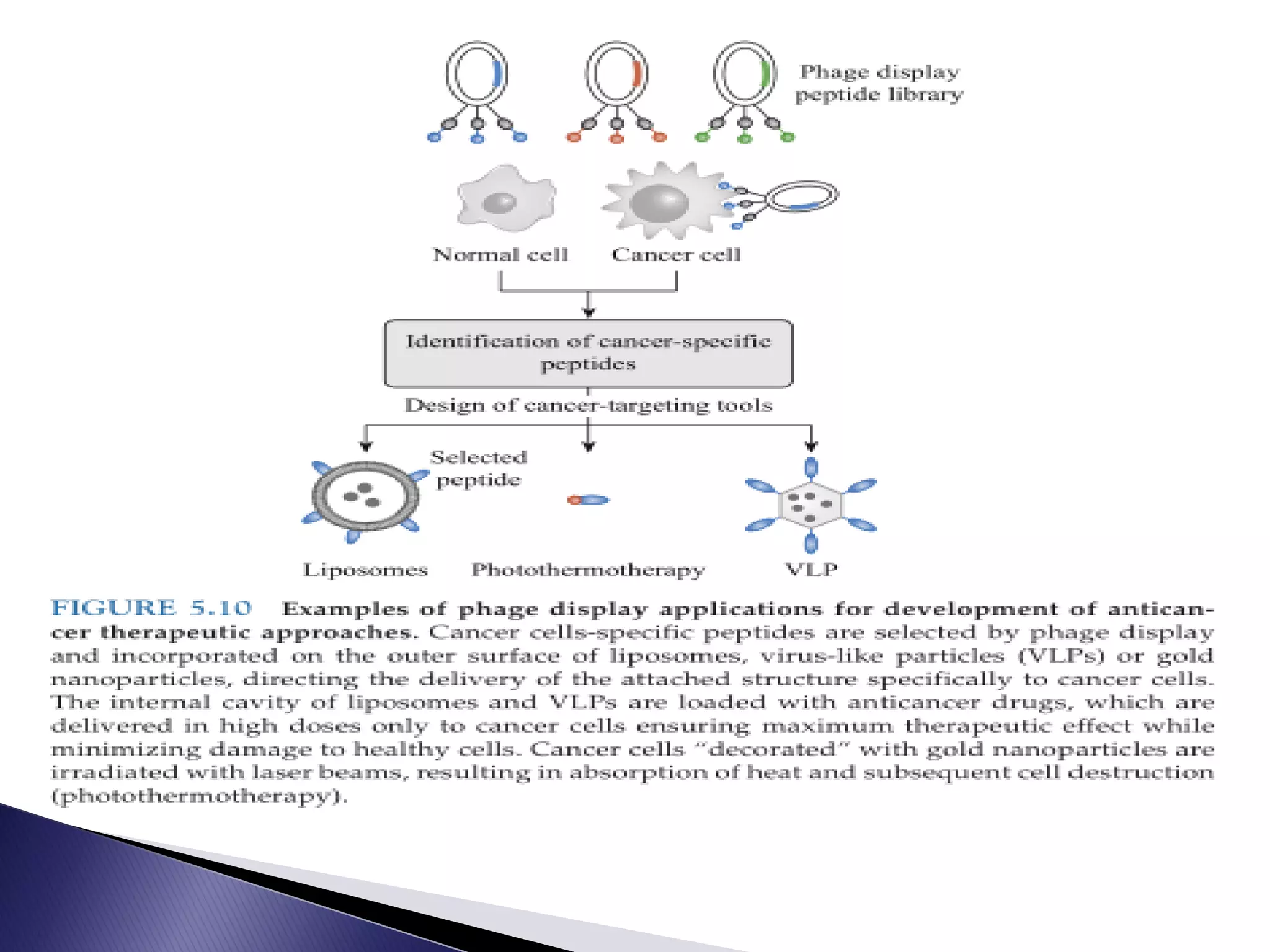 Phage display orginal