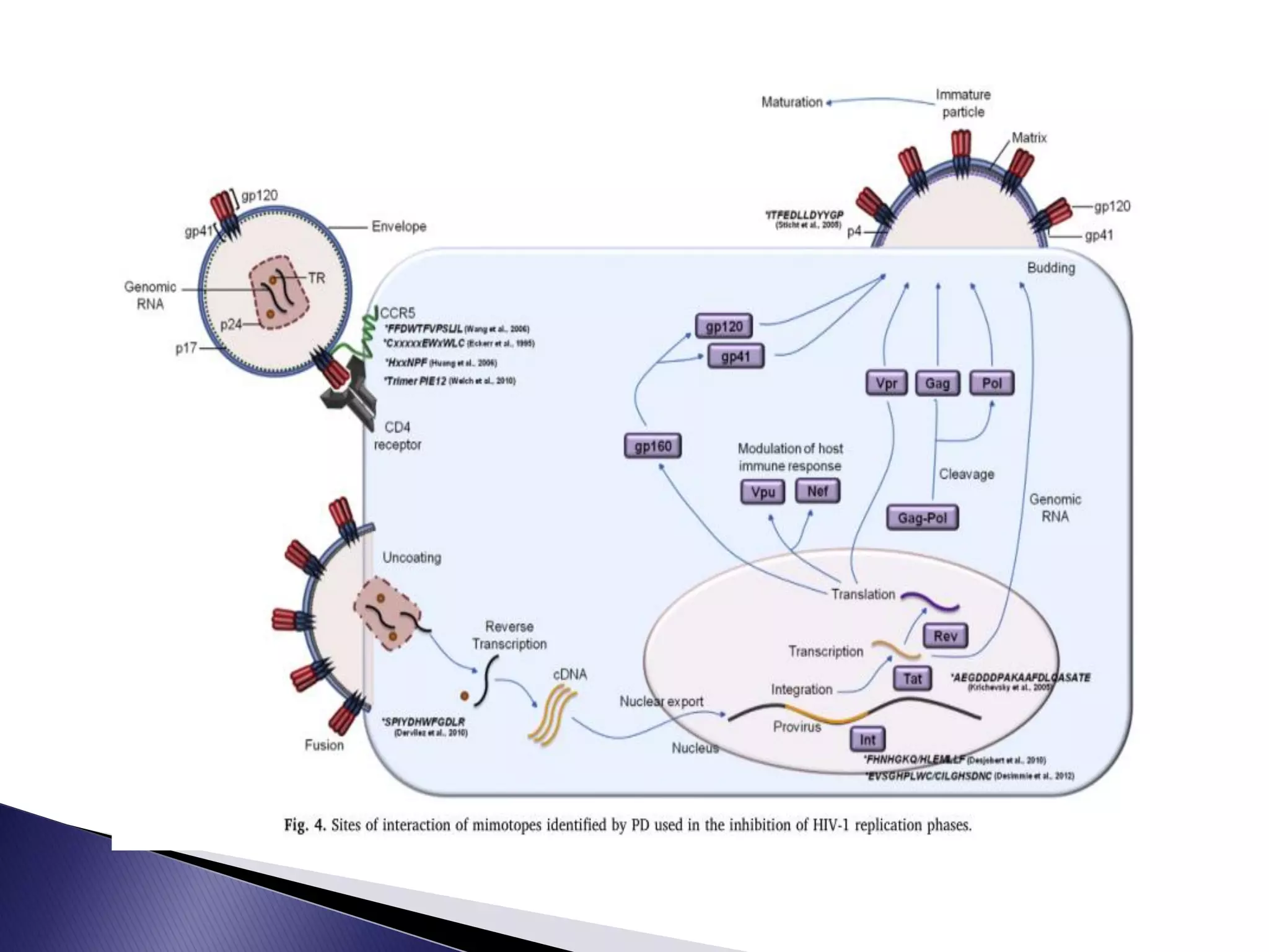 Phage display orginal