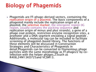  Phagemids are Ff-phage-derived vectors, containing the
replication origin of a plasmid. The basic components of a
phagemid mainly include the replication origin of a
plasmid, the selective marker, the intergenic region (IG
region, usually contains the packing sequence and
replication origin of minus and plus strands), a gene of a
phage coat protein, restriction enzyme recognition sites, a
promoter and a DNA segment encoding a signal peptide .
Additionally, a molecular tag can be included to facilitate
screening of phagemid-based library. The functions of
these elements will be discussed in Construction
Strategies and Characteristics of Phagemids in
detail.Phagemids can be converted to filamentous phage
particles with the same morphology as Ff phage22 by co-
infection with the helper phages,23such as
R408,24M13KO725and VCSM13.
 