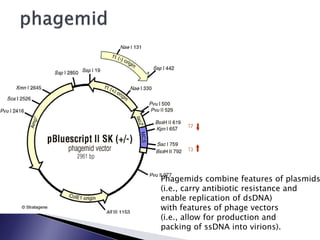 Phagemids combine features of plasmids
(i.e., carry antibiotic resistance and
enable replication of dsDNA)
with features of phage vectors
(i.e., allow for production and
packing of ssDNA into virions).
 