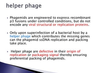  Phagemids are engineered to express recombinant
p3 fusions under controlled conditions, but do not
encode any viral structural or replication proteins.
 Only upon superinfection of a bacterial host by a
helper phage which contributes the missing genes
can the phagemid ssDNA replication and packing
take place.
 Helper phage are defective in their origin of
replication or packaging signal thereby ensuring
preferential packing of phagemids.
 