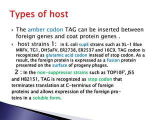  The amber codon TAG can be inserted between
foreign genes and coat protein genes .
 host strains 1: in E. coli supE strains such as XL-1 Blue
MRFV, TG1, DH5aFV, ER2738, ER2537 and 16C9, TAG codon is
recognized as glutamic acid codon instead of stop codon. As a
result, the foreign protein is expressed as a fusion protein
presented on the surface of progeny phages.
2 : In the non-suppressor strains such as TOP10F', JS5
and HB2151, TAG is recognized as stop codon that
terminates translation at C-terminus of foreign
proteins and allows expression of the foreign pro-
teins in a soluble form.
 