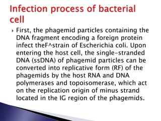  First, the phagemid particles containing the
DNA fragment encoding a foreign protein
infect theF^strain of Escherichia coli. Upon
entering the host cell, the single-stranded
DNA (ssDNA) of phagemid particles can be
converted into replicative form (RF) of the
phagemids by the host RNA and DNA
polymerases and topoisomerase, which act
on the replication origin of minus strand
located in the IG region of the phagemids.
 