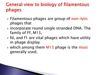  Filamentous phages are group of non-lytic
phages that
 incorporate round single stranded DNA. The
family of Ff, M13,
 fd, and f1 are vital phages which have utility
in phage display
 which among them M13 phage is the most
generally used.
 