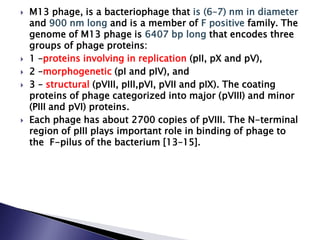  M13 phage, is a bacteriophage that is (6–7) nm in diameter
and 900 nm long and is a member of F positive family. The
genome of M13 phage is 6407 bp long that encodes three
groups of phage proteins:
 1 –proteins involving in replication (pII, pX and pV),
 2 –morphogenetic (pI and pIV), and
 3 – structural (pVIII, pIII,pVI, pVII and pIX). The coating
proteins of phage categorized into major (pVIII) and minor
(PIII and pVI) proteins.
 Each phage has about 2700 copies of pVIII. The N-terminal
region of pIII plays important role in binding of phage to
the F-pilus of the bacterium [13–15].
 