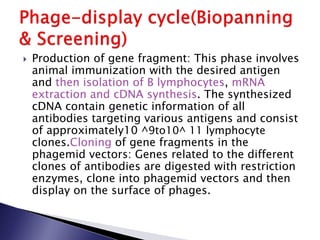  Production of gene fragment: This phase involves
animal immunization with the desired antigen
and then isolation of B lymphocytes, mRNA
extraction and cDNA synthesis. The synthesized
cDNA contain genetic information of all
antibodies targeting various antigens and consist
of approximately10 ^9to10^ 11 lymphocyte
clones.Cloning of gene fragments in the
phagemid vectors: Genes related to the different
clones of antibodies are digested with restriction
enzymes, clone into phagemid vectors and then
display on the surface of phages.
 