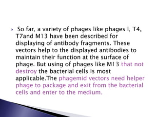  So far, a variety of phages like phages l, T4,
T7and M13 have been described for
displaying of antibody fragments. These
vectors help to the displayed antibodies to
maintain their function at the surface of
phage. But using of phages like M13 that not
destroy the bacterial cells is most
applicable.The phagemid vectors need helper
phage to package and exit from the bacterial
cells and enter to the medium.
 