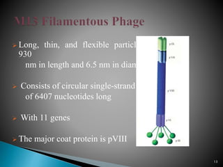  Long, thin, and flexible particles of
930
nm in length and 6.5 nm in diameter
 Consists of circular single-strand DNA
of 6407 nucleotides long
 With 11 genes
 The major coat protein is pVIII
13
 
