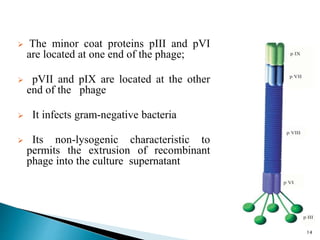  The minor coat proteins pIII and pVI
are located at one end of the phage;
 pVII and pIX are located at the other
end of the phage
 It infects gram-negative bacteria
 Its non-lysogenic characteristic to
permits the extrusion of recombinant
phage into the culture supernatant
14
 