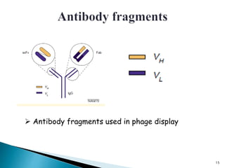 15
 Antibody fragments used in phage display
 