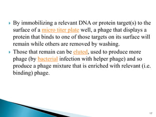  By immobilizing a relevant DNA or protein target(s) to the
surface of a micro titer plate well, a phage that displays a
protein that binds to one of those targets on its surface will
remain while others are removed by washing.
 Those that remain can be eluted, used to produce more
phage (by bacterial infection with helper phage) and so
produce a phage mixture that is enriched with relevant (i.e.
binding) phage.
17
 