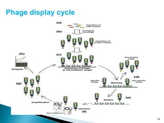 34
Phage display cycle
 