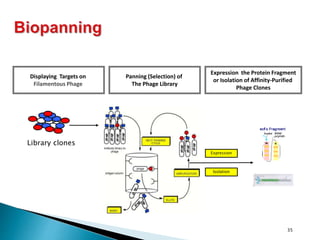 35
Displaying Targets on
Filamentous Phage
Panning (Selection) of
The Phage Library
Expression the Protein Fragment
or Isolation of Affinity-Purified
Phage Clones
Library clones
Expression
Isolation
 