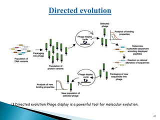 41
 Directed evolution Phage display is a powerful tool for molecular evolution.
 