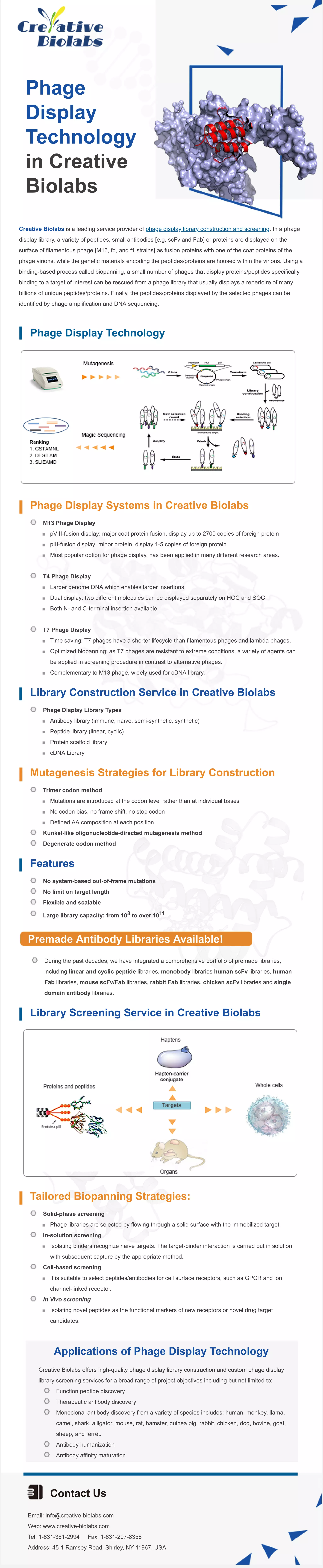 Phage
Display
Technology
in Creative
Biolabs
Creative Biolabs is a leading service provider of phage display library construction and screening. In a phage
display library, a variety of peptides, small antibodies [e.g. scFv and Fab] or proteins are displayed on the
surface of filamentous phage [M13, fd, and f1 strains] as fusion proteins with one of the coat proteins of the
phage virions, while the genetic materials encoding the peptides/proteins are housed within the virions. Using a
binding-based process called biopanning, a small number of phages that display proteins/peptides specifically
binding to a target of interest can be rescued from a phage library that usually displays a repertoire of many
billions of unique peptides/proteins. Finally, the peptides/proteins displayed by the selected phages can be
identified by phage amplification and DNA sequencing.
Phage Display Technology
Phage Display Systems in Creative Biolabs
M13 Phage Display
pVIII-fusion display: major coat protein fusion, display up to 2700 copies of foreign protein
pIII-fusion display: minor protein, display 1-5 copies of foreign protein
Most popular option for phage display, has been applied in many different research areas.
T4 Phage Display
Larger genome DNA which enables larger insertions
Dual display: two different molecules can be displayed separately on HOC and SOC
Both N- and C-terminal insertion available
T7 Phage Display
Time saving: T7 phages have a shorter lifecycle than filamentous phages and lambda phages.
Optimized biopanning: as T7 phages are resistant to extreme conditions, a variety of agents can
be applied in screening procedure in contrast to alternative phages.
Complementary to M13 phage, widely used for cDNA library.
Library Construction Service in Creative Biolabs
Phage Display Library Types
Antibody library (immune, naïve, semi-synthetic, synthetic)
Peptide library (linear, cyclic)
Protein scaffold library
cDNA Library
Mutagenesis Strategies for Library Construction
Trimer codon method
Mutations are introduced at the codon level rather than at individual bases
No codon bias, no frame shift, no stop codon
Defined AA composition at each position
Kunkel-like oligonucleotide-directed mutagenesis method
Degenerate codon method
Features
No system-based out-of-frame mutations
No limit on target length
Flexible and scalable
Large library capacity: from 108 to over 1011
Premade Antibody Libraries Available!
During the past decades, we have integrated a comprehensive portfolio of premade libraries,
including linear and cyclic peptide libraries, monobody libraries human scFv libraries, human
Fab libraries, mouse scFv/Fab libraries, rabbit Fab libraries, chicken scFv libraries and single
domain antibody libraries.
Library Screening Service in Creative Biolabs
Tailored Biopanning Strategies:
Solid-phase screening
Phage libraries are selected by flowing through a solid surface with the immobilized target.
In-solution screening
Isolating binders recognize naïve targets. The target-binder interaction is carried out in solution
with subsequent capture by the appropriate method.
Cell-based screening
It is suitable to select peptides/antibodies for cell surface receptors, such as GPCR and ion
channel-linked receptor.
In Vivo screening
Isolating novel peptides as the functional markers of new receptors or novel drug target
candidates.
Applications of Phage Display Technology
Creative Biolabs offers high-quality phage display library construction and custom phage display
library screening services for a broad range of project objectives including but not limited to:
Function peptide discovery
Therapeutic antibody discovery
Monoclonal antibody discovery from a variety of species includes: human, monkey, llama,
camel, shark, alligator, mouse, rat, hamster, guinea pig, rabbit, chicken, dog, bovine, goat,
sheep, and ferret.
Antibody humanization
Antibody affinity maturation
Contact Us
Email: info@creative-biolabs.com
Web: www.creative-biolabs.com
Tel: 1-631-381-2994 Fax: 1-631-207-8356
Address: 45-1 Ramsey Road, Shirley, NY 11967, USA
 