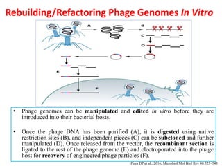 Rebuilding/Refactoring Phage Genomes In Vitro
• Phage genomes can be manipulated and edited in vitro before they are
introduced into their bacterial hosts.
• Once the phage DNA has been purified (A), it is digested using native
restriction sites (B), and independent pieces (C) can be subcloned and further
manipulated (D). Once released from the vector, the recombinant section is
ligated to the rest of the phage genome (E) and electroporated into the phage
host for recovery of engineered phage particles (F).
Pires DP et al., 2016, Microbiol Mol Biol Rev 80:523–543
 