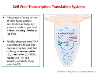 Cell-Free Transcription-Translation Systems
• Advantages of using in vitro
or yeast-based genome
modification is that phage
genomes can be engineered
without causing toxicity to
the host.
• Purified phage genome DNA
is combined with cell-free
expression systems (A) that
enable gene transcription
(B), translation (C), DNA
replication (D), and
assembly of whole phage
particles (E).
Pires DP et al., 2016, Microbiol Mol Biol Rev 80:523–543
 